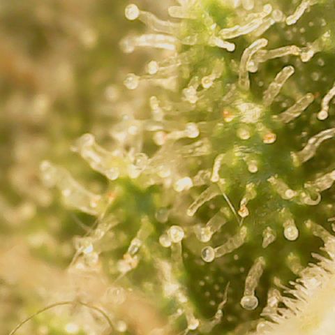 Big bella bud growlog timeline photo