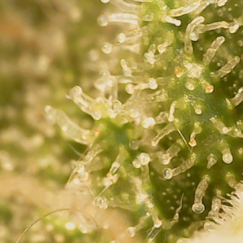 Big bella bud growlog timeline photo