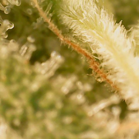Big bella bud growlog timeline photo