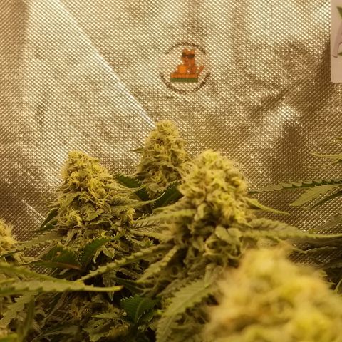 Big bella bud growlog timeline photo