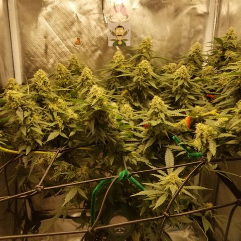 Big bella bud growlog timeline photo