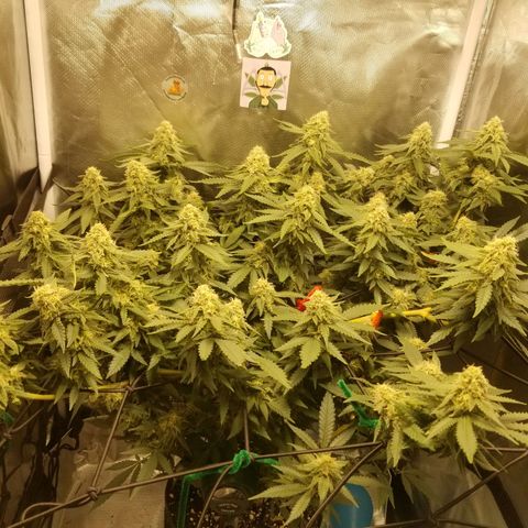 Big bella bud growlog timeline photo