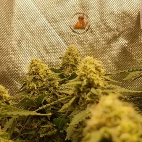Big bella bud growlog timeline photo