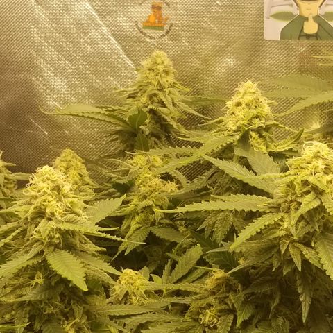 Big bella bud growlog timeline photo