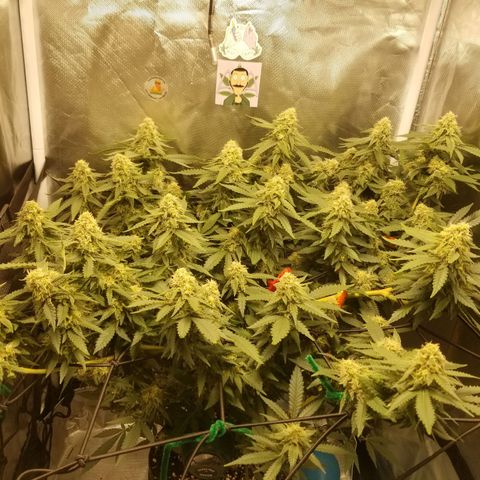 Big bella bud growlog timeline photo