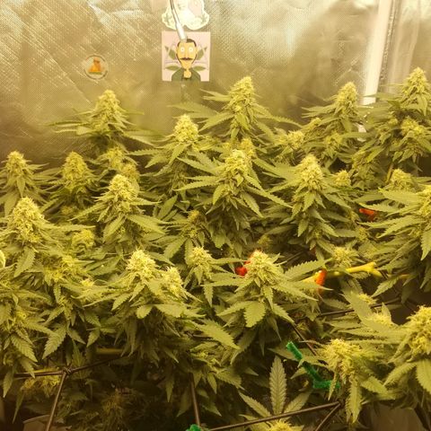Big bella bud growlog timeline photo