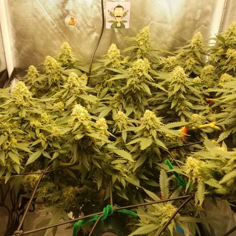 Big bella bud growlog timeline photo