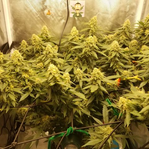 Big bella bud growlog timeline photo