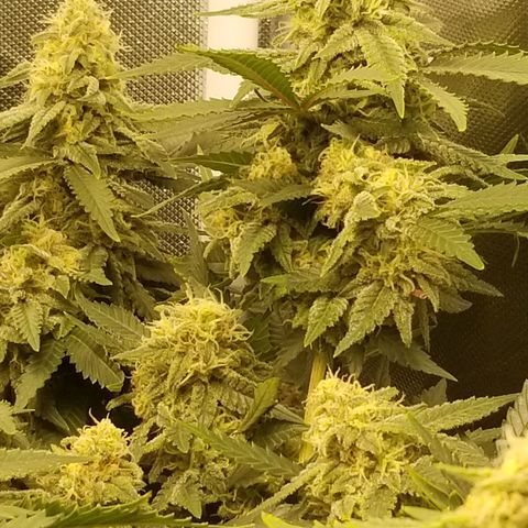 Big bella bud growlog timeline photo