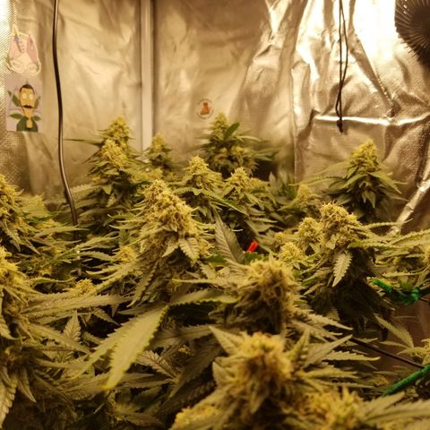 Big bella bud growlog timeline photo