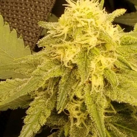 Big bella bud growlog timeline photo