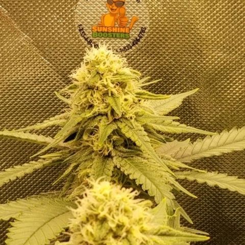 Big bella bud growlog timeline photo