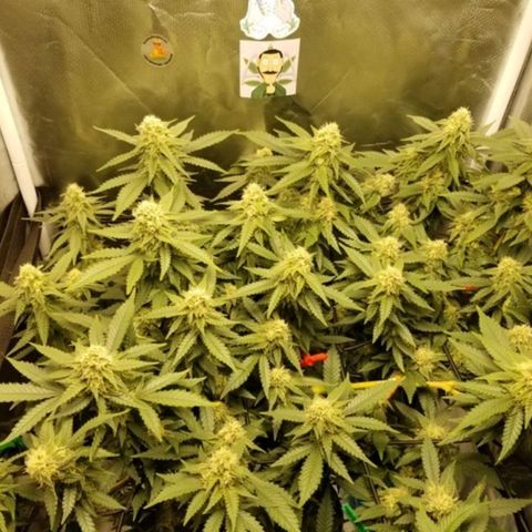 Big bella bud growlog timeline photo