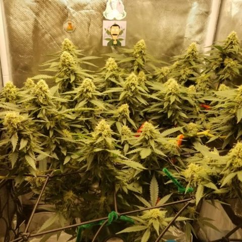 Big bella bud growlog timeline photo