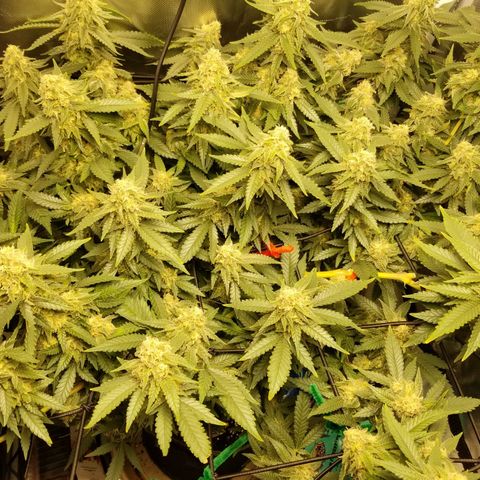 Big bella bud growlog photo: Day 1 week 7