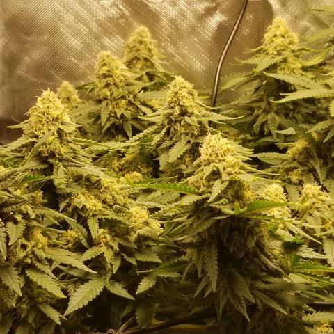 Big bella bud growlog photo: Day 1 week 7