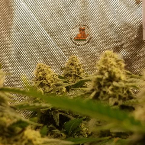 Big bella bud growlog photo: Day 1 week 7
