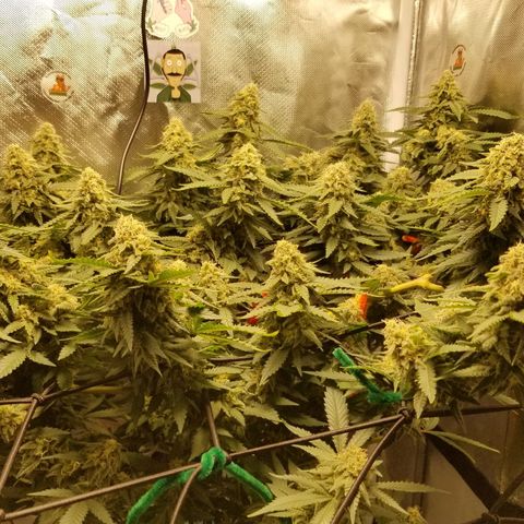 Big bella bud growlog photo: Day 1 week 7