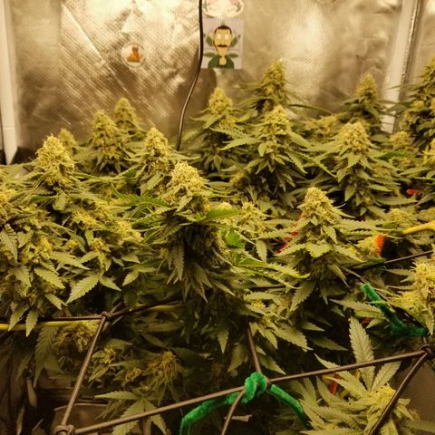 Big bella bud growlog timeline photo