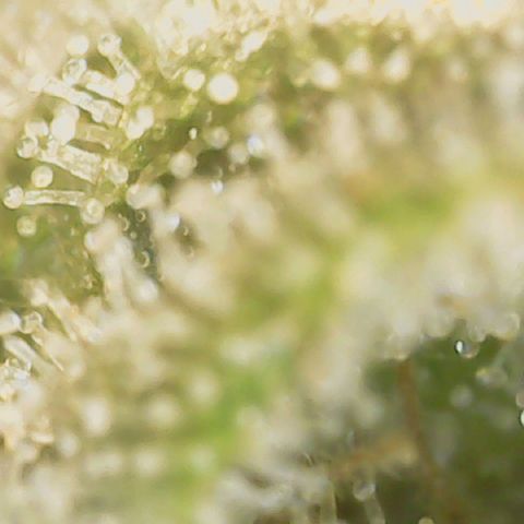 Big bella bud growlog timeline photo