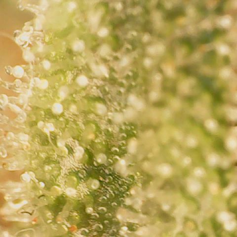Big bella bud growlog timeline photo