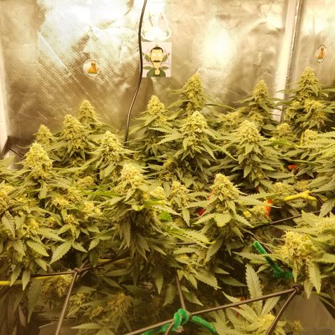 Big bella bud growlog timeline photo