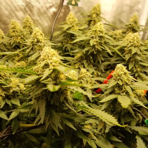 Big bella bud growlog timeline photo