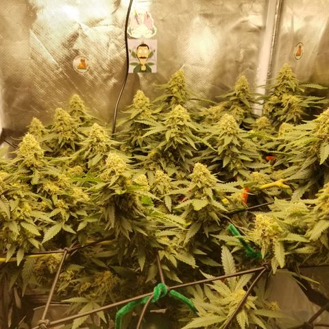 Big bella bud growlog timeline photo