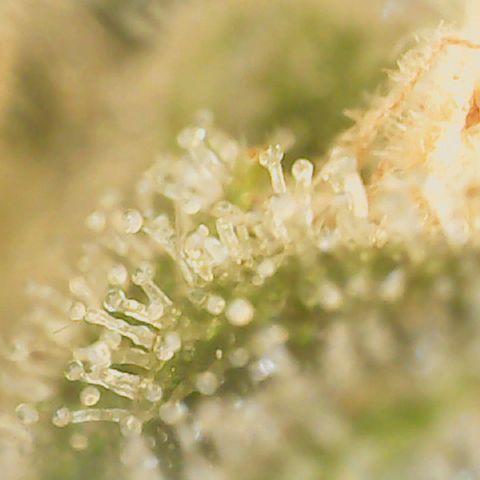 Big bella bud growlog timeline photo