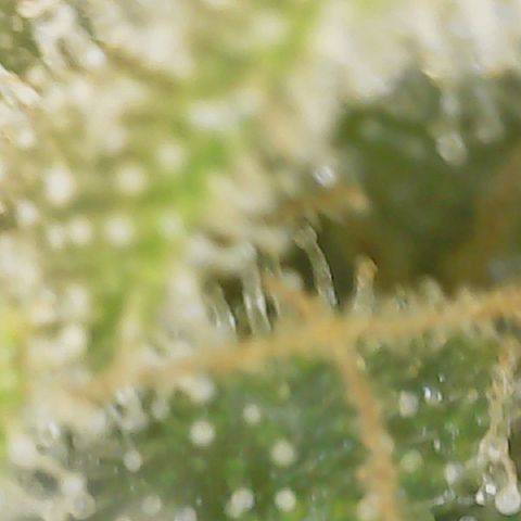 Big bella bud growlog timeline photo