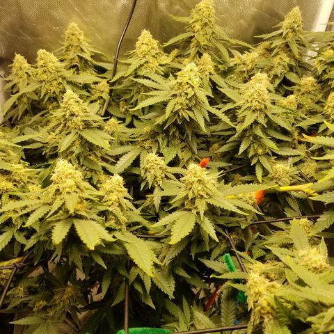 Big bella bud growlog timeline photo
