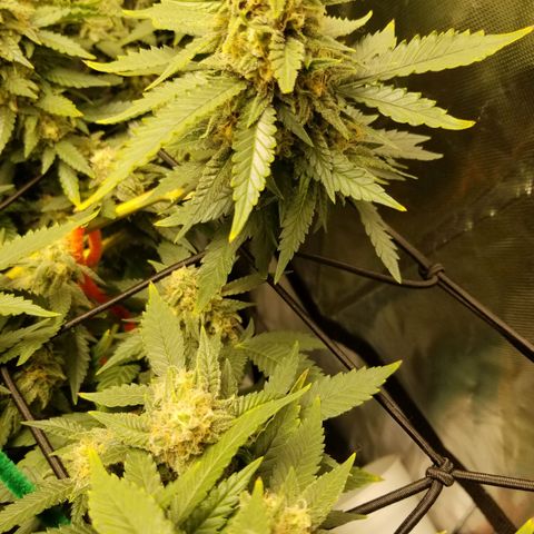 Big bella bud growlog timeline photo