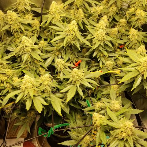 Big bella bud growlog timeline photo