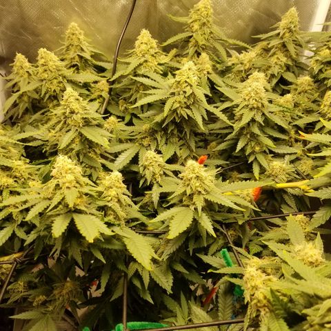 Big bella bud growlog timeline photo