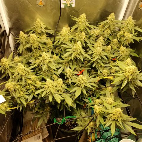 Big bella bud growlog timeline photo