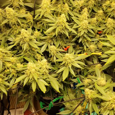 Big bella bud growlog timeline photo
