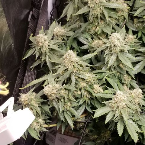 Big bella bud growlog timeline photo