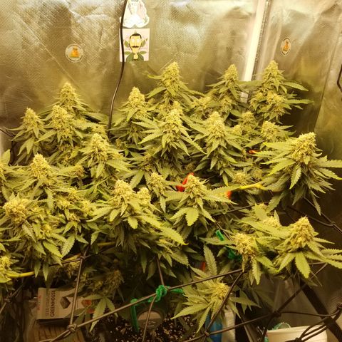 Big bella bud growlog timeline photo