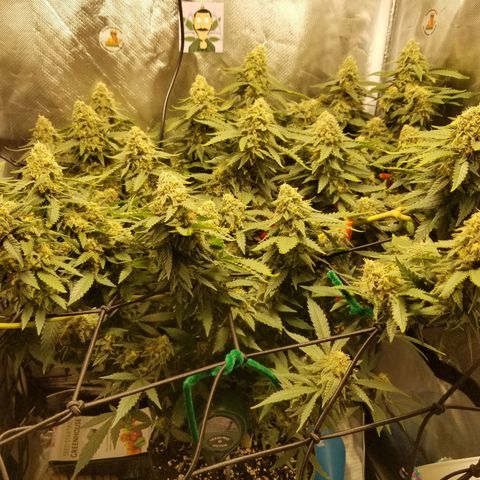 Big bella bud growlog timeline photo