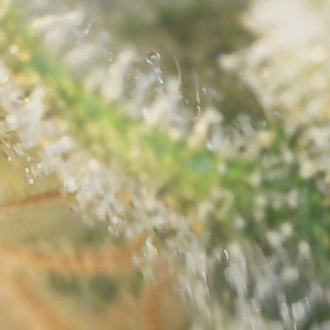 Big bella bud growlog timeline photo