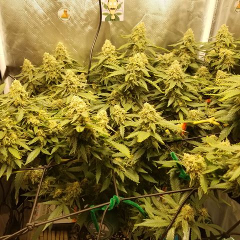 Big bella bud growlog timeline photo