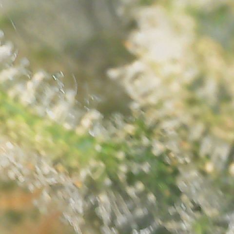 Big bella bud growlog timeline photo