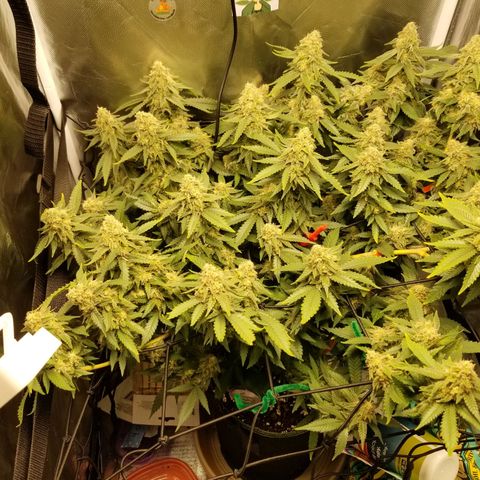 Big bella bud growlog timeline photo