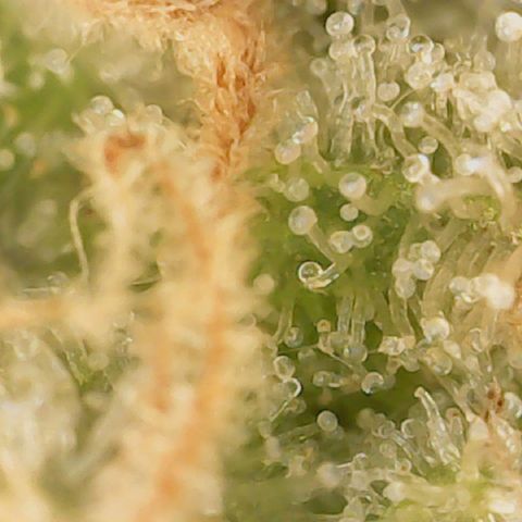 Big bella bud growlog timeline photo