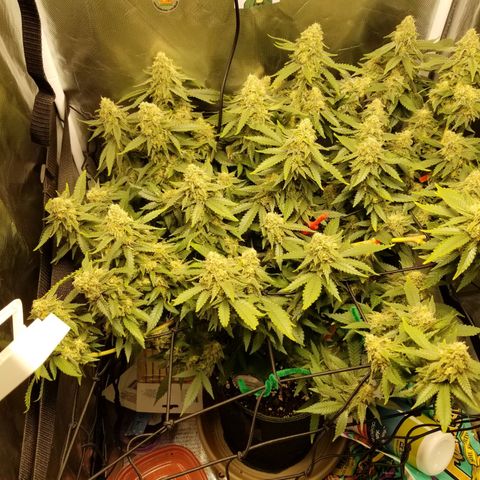 Big bella bud growlog timeline photo