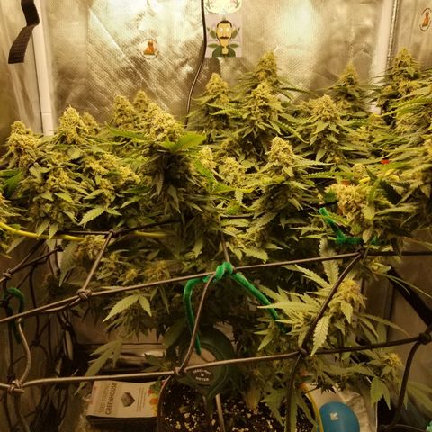 Big bella bud growlog timeline photo