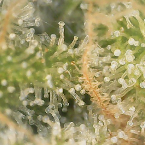 Big bella bud growlog timeline photo