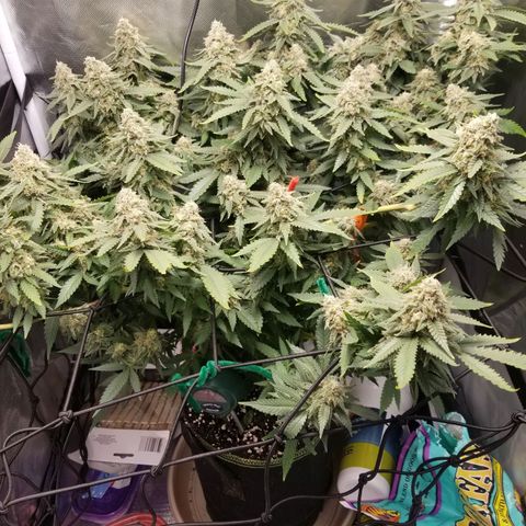 Big bella bud growlog timeline photo