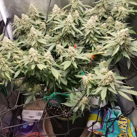Big bella bud growlog timeline photo