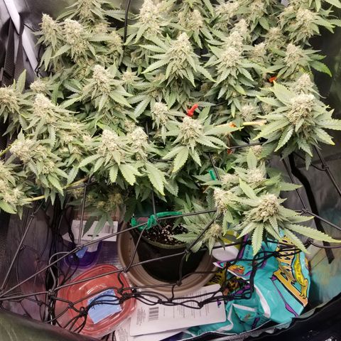 Big bella bud growlog timeline photo